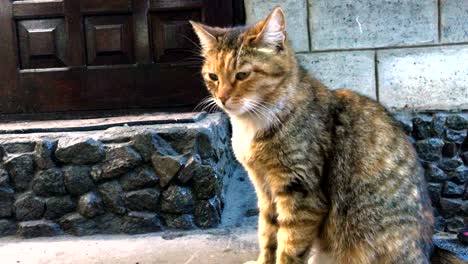 ginger cat walk outdoors courtyard