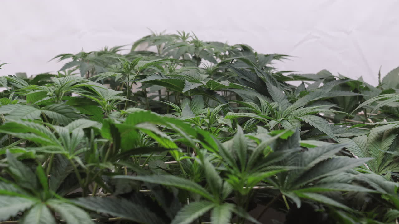재배 텐트에서 자라는 대마초 식물의  ⁇
