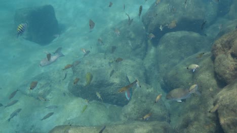 Vista-Submarina-Del-Pez-Loro-Azul-Y-Naranja-Nadando-A-Lo-Largo-Del-Fondo-De-Agua-Tropical-Con-Otros-Peces