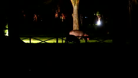 baby and adult hippo eating grass at night in reserve at lake naivasha, kenya