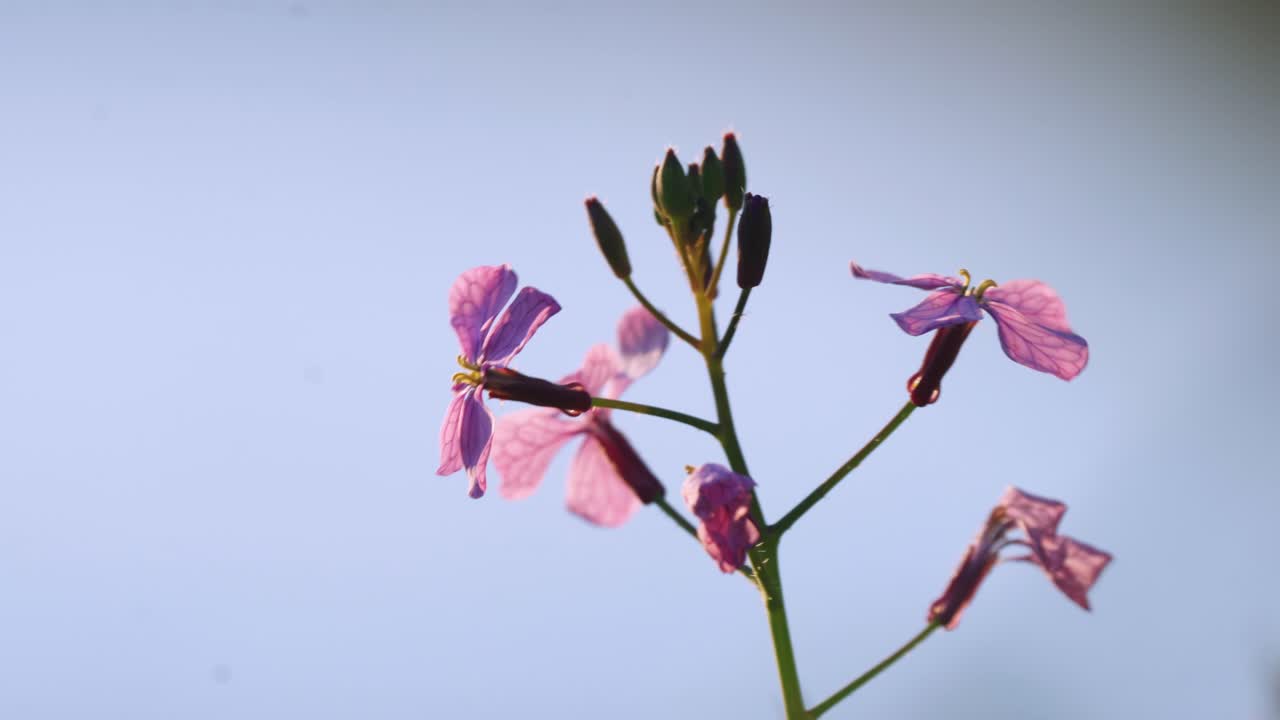 아름다운 lunaria 핑크 야생화 식물, 아침에 봄 꽃의 근접 촬영