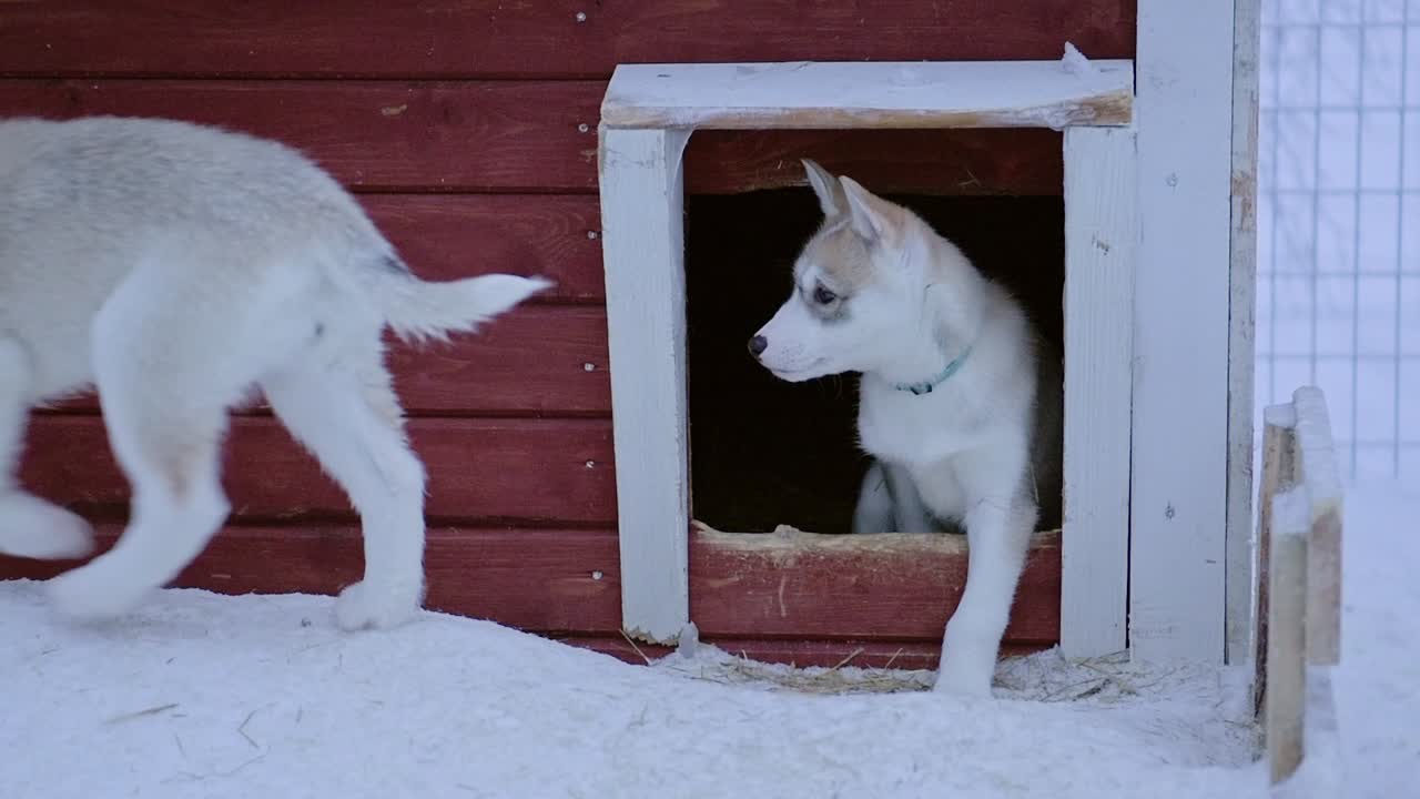Щенки хаски в собачьей будке