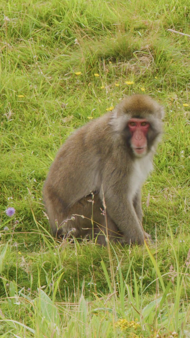 A Japanese macaque sits peacefully in a lush green field, foraging and observing its surroundings.