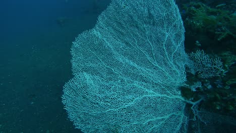 big gorgonia coral close-up, gorgonian coral annella mollis underwater