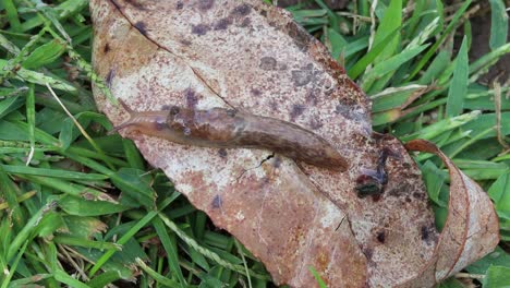 static up close view of a slug crawling across a brown leaf exiting the frame to the left after leaving a faint slime trail