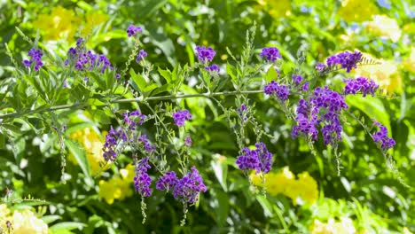 Ein-Zweig-Eines-Blühenden-Goldenen-Tautropfens-Mit-Seinen-Vielen-Violetten-Röhrenförmigen-Blüten