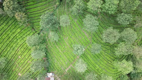 vista aérea de una plantación de té