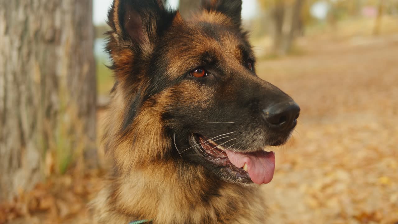 German Shepherd in Autumn Park