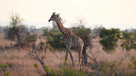 una toma panorámica de una jirafa macho caminando por la pradera seca en luz dorada, parque nacional kruger