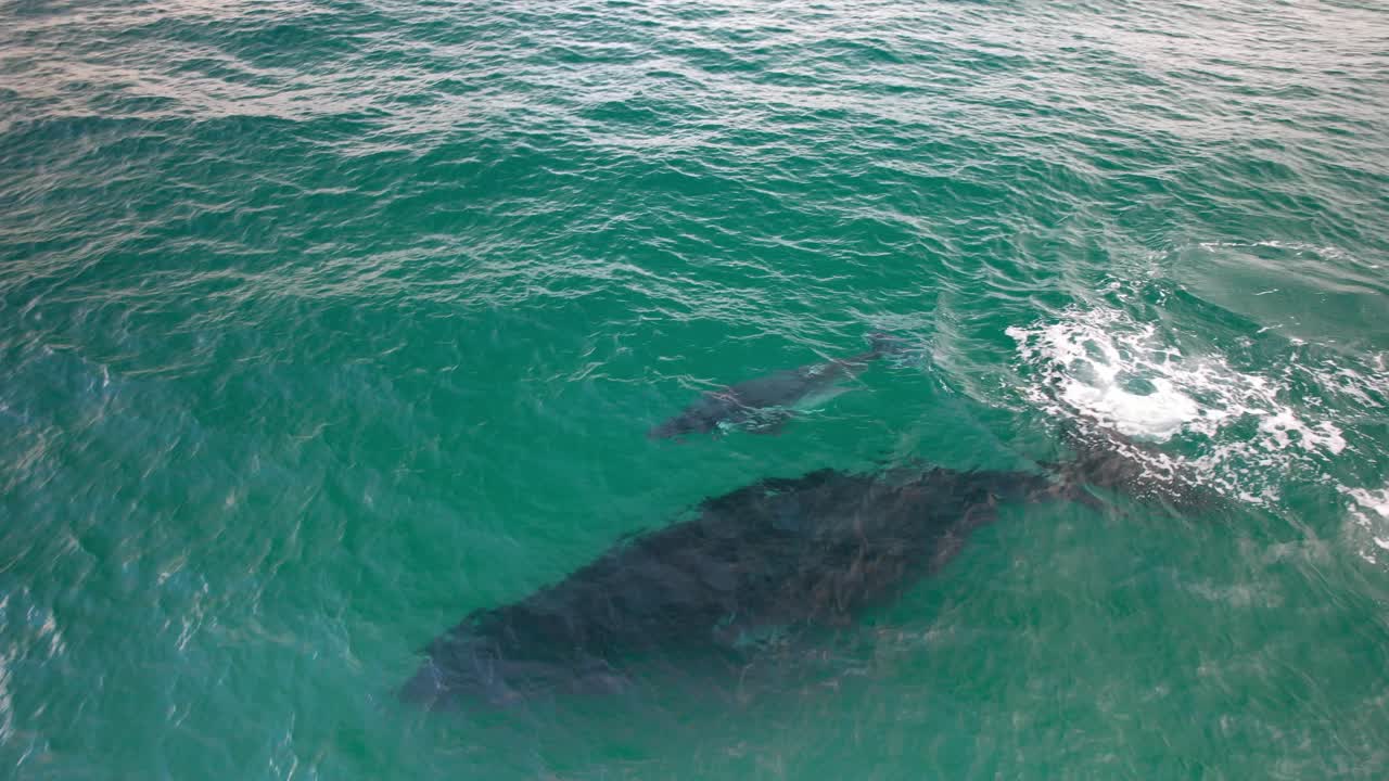 Closeup Of Mother Humpback Whale And Calf Swimming Under Ocean Surface. drone shot