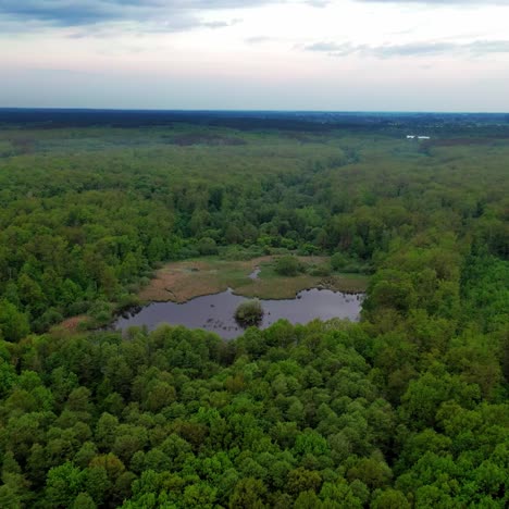 wild forest lake