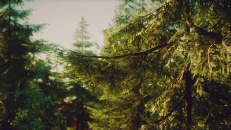 green cone trees in bright sun light