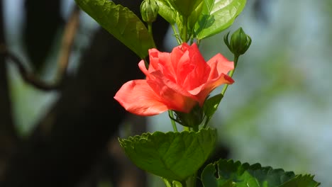hermosa flor de hibisco - verde - rojo