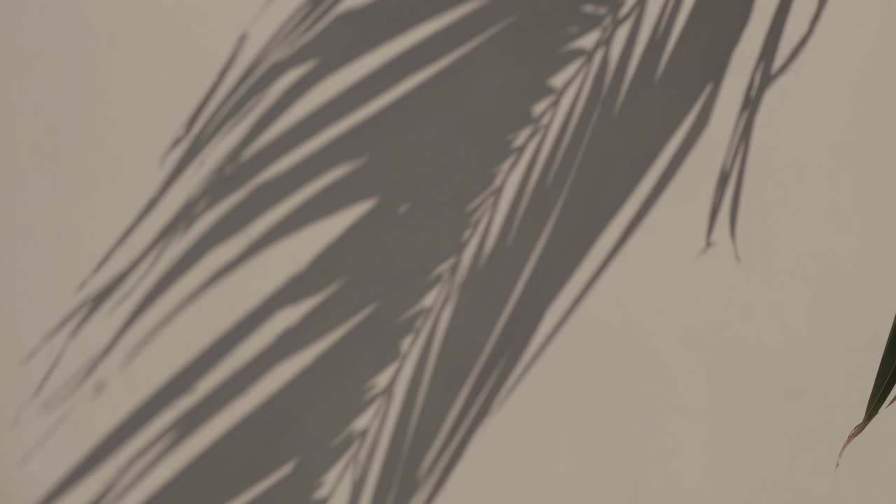 Minimalist video capturing palm leaf shadows on a beige wall