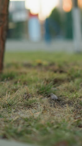 공원 환경에서 초록색 잔디와 포장 된 길 사이의 대조에 초점을 맞추는 클로즈업  - 카메라는 잔디의 질감과 보행로의 복잡한 세부 사항을 포착합니다.