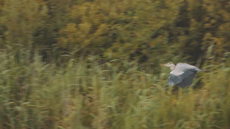 Purple-heron-flying-in-slow-motion-in-Weerribben-Wieden-National-Park,-Netherlands