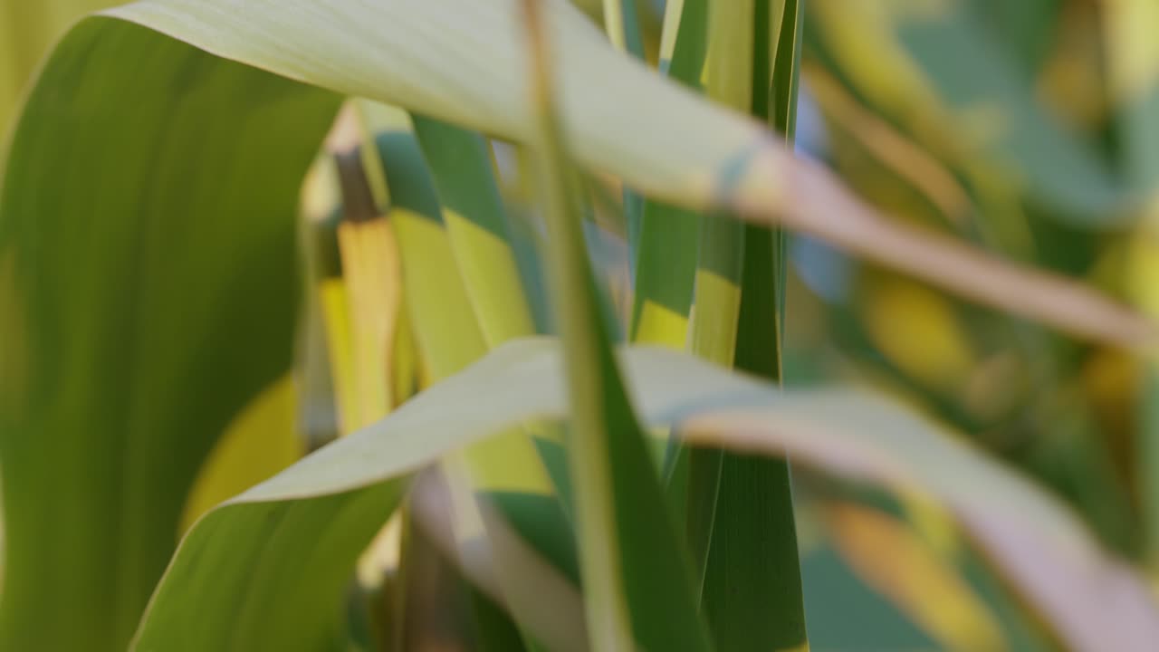 Static shot of some leaves on a plant swaying in the wind.