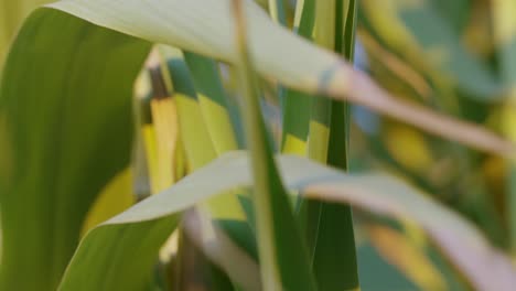 static shot of some leaves on a plant swaying in the wind.