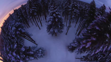 snowy winter forest aerial view