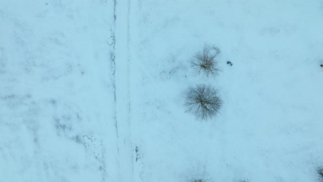 an aerial view shows a snowy landscape with well-defined paths crisscrossing between the leafless trees