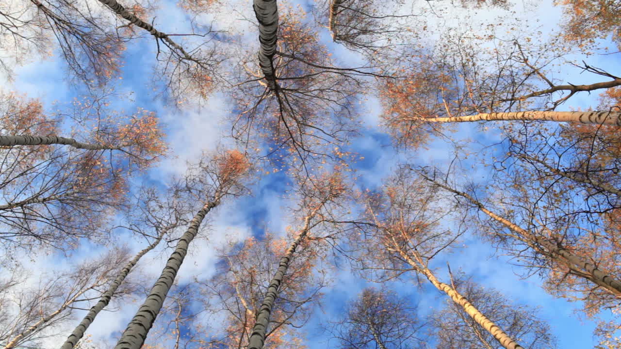 Birch trees Low angle