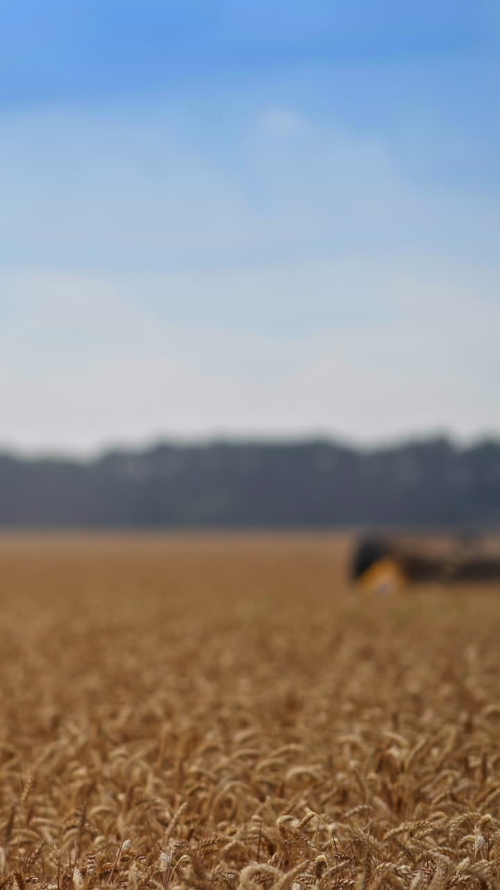 Harvest season in the agricultural field on summer day. Slow movement of a harvesting machine along the ripe wheat field. Blurred shot. Vertical video