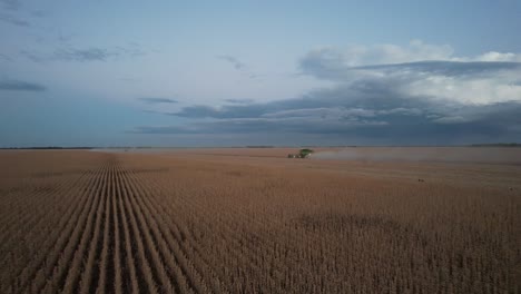 Cosechadoras-Levantando-Maíz-Del-Campo,-Vista-Aérea