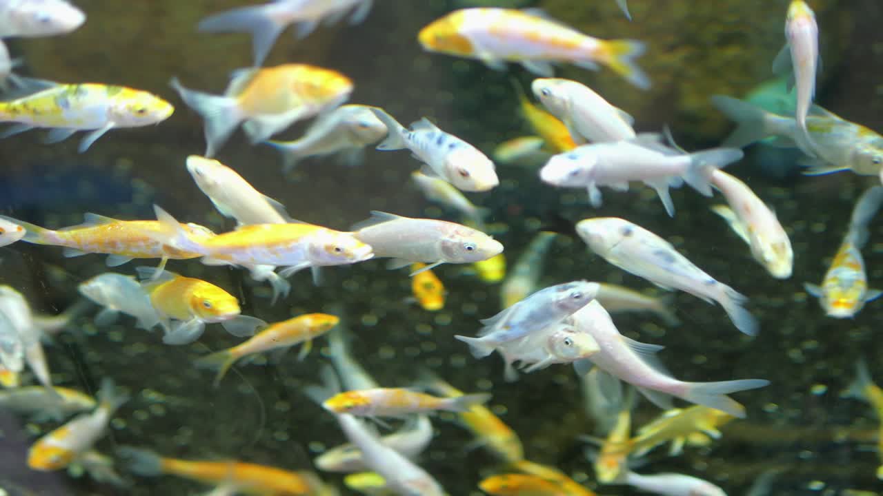 A school of colorful goldfish in an aquarium