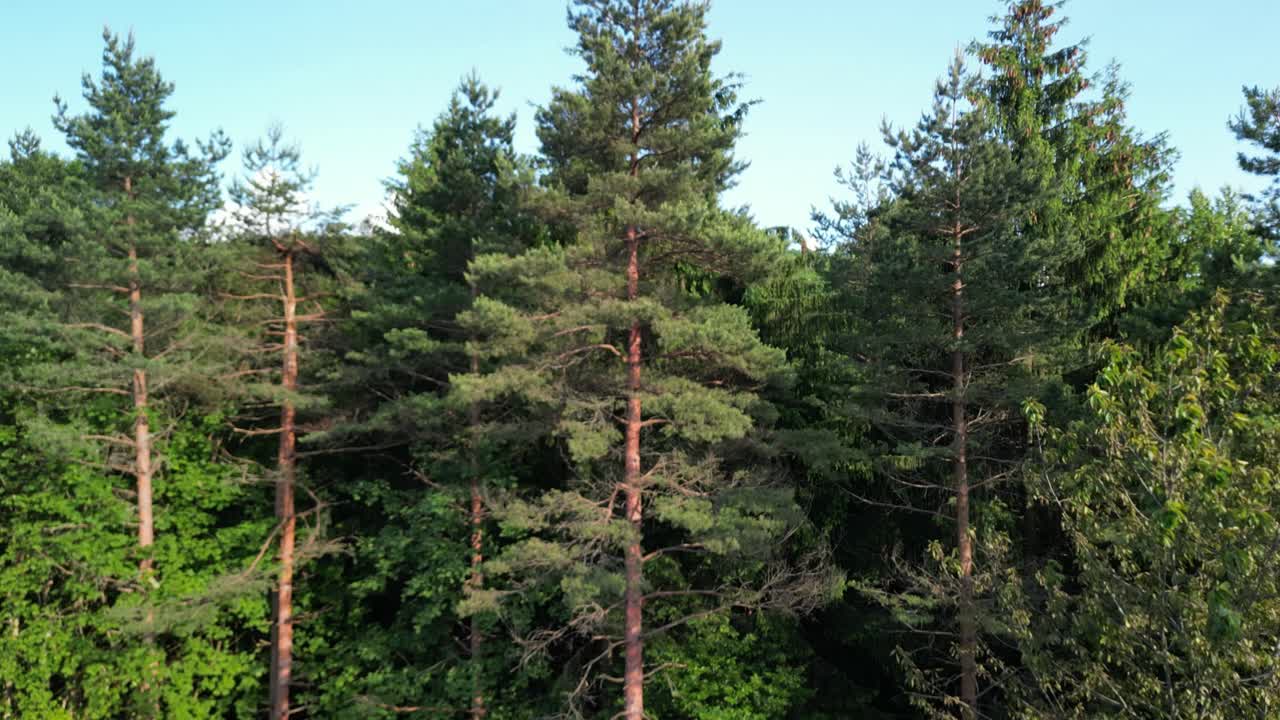 Ascending aerial of winter pine tree forest, captured during daytime, location in Plitvice, Croatia