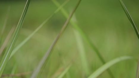 una hierba perenne originaria de asia tropical y subtropical y también introducida en varios países