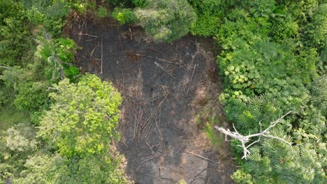 top down drone shot over the jungle, slowly descending towards a deforested area