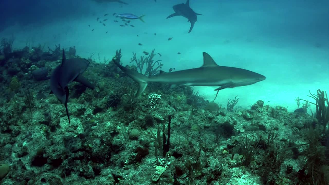 Sharks swimming underwater