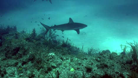 Tiburones-Nadando-Bajo-El-Agua