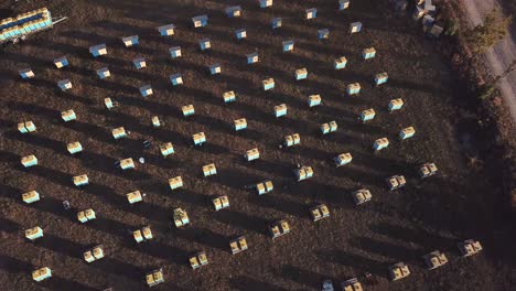 honey bee hives in the autumn apple orchard honey bee hives in the autumn apple orchard aerial view