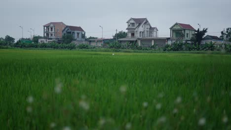 houses in a rice paddy field