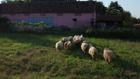 drone persiguiendo ovejas en el campo agrícola