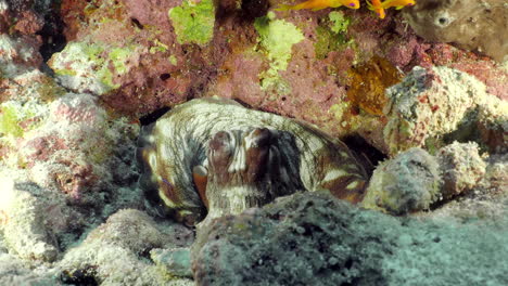 big blue octopus hiding in a hole in corals during the day