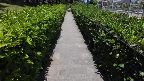 narrow path lined with green hedges on a sunny day