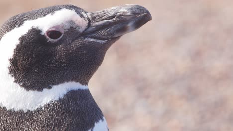 Enge-Nahaufnahme-Eines-Gesichts-Eines-Magellan-Pinguins,-Die-Alle-Details-Seines-Schnabels,-Seiner-Augen,-Seiner-Nasenlöcher-Und-Des-Wunderschönen-Schwarz-weißen-Gefieders-Zeigt