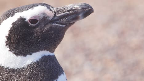 tight closeup of a face of magellanic penguin showing all details of its beak ,eyes, nostrils and the wonderful black and white plumage