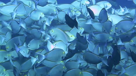 A-dense-school-of-blue-surgeon-fish