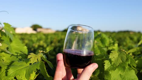 hand holding wine glass in vineyard