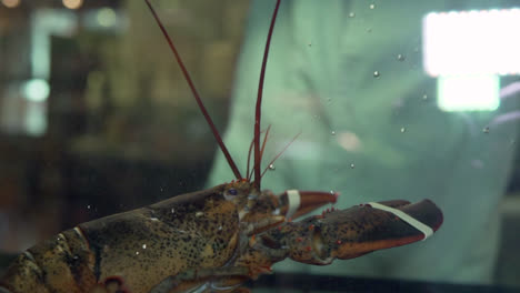 big lobster placed inside aquarium, slow motion 1080p