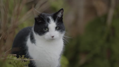 cute cat outside in autumn, in forest