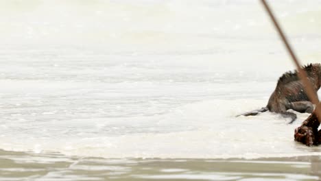 a wild marine iguana walks along a beach and into the ocean on santa cruz islands in the galápagos islands