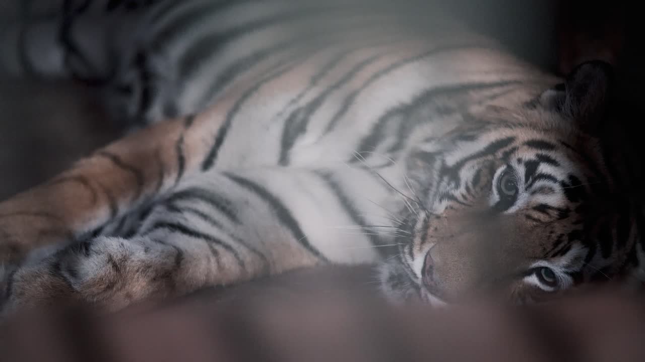 새장에 철창 뒤에 호랑이를 눕히다