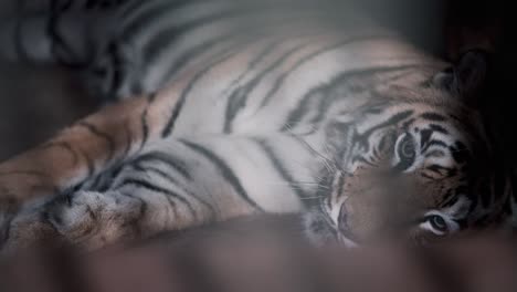 laying tiger behind the bars in a cage
