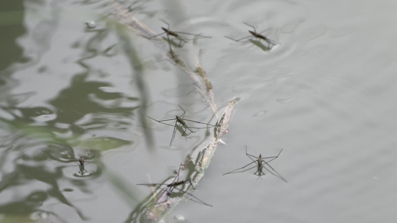 Diversi Gerridi che scivolano sulla superficie di uno stagno naturale di giorno, 4K ProRes.