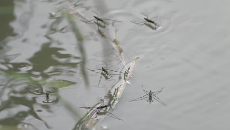 Varios-Skimmer-De-Agua-Deslizándose-Sobre-La-Superficie-Del-Estanque-Natural-Durante-El-Día,-4k-Prores