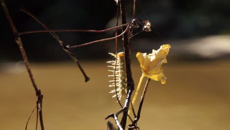 a worm climbing a branch in south africa